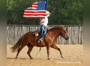 American Quarter Horse, Mare, 8 years, 12.1 hh, Bay
