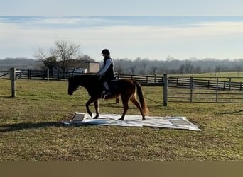 American Quarter Horse, Mare, 8 years, 13.1 hh, Bay