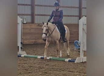 American Quarter Horse, Mare, 8 years, 13,1 hh, Palomino