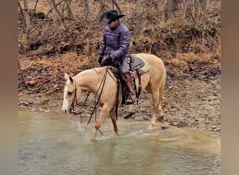 American Quarter Horse, Mare, 8 years, 13,1 hh, Palomino