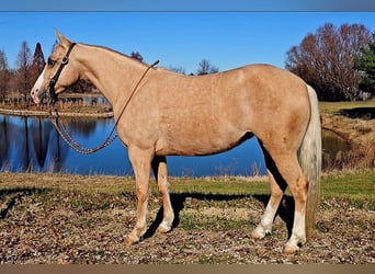 American Quarter Horse, Mare, 8 years, 13.3 hh, Palomino