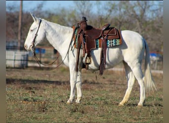 American Quarter Horse, Mare, 8 years, 13.3 hh, White