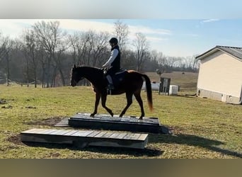 American Quarter Horse, Mare, 8 years, 13,1 hh, Bay