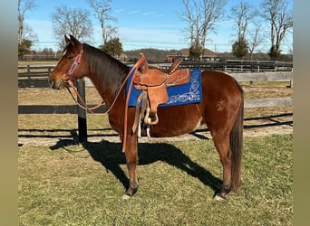 American Quarter Horse, Mare, 8 years, 13,1 hh, Bay
