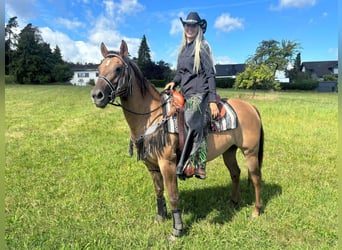 American Quarter Horse, Mare, 8 years, 14.1 hh, Brown-Light