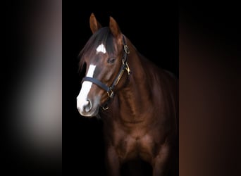 American Quarter Horse, Mare, 8 years, 14.1 hh, Chestnut-Red