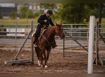 American Quarter Horse, Mare, 8 years, 14.1 hh, Chestnut-Red