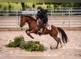 American Quarter Horse, Mare, 8 years, 14.1 hh, Chestnut-Red