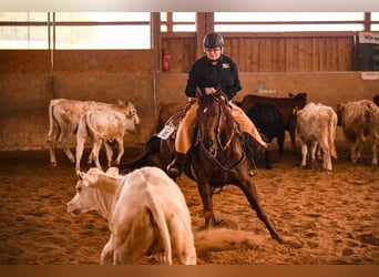 American Quarter Horse, Mare, 8 years, 14.1 hh, Chestnut-Red