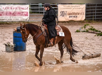 American Quarter Horse, Mare, 8 years, 14.1 hh, Chestnut-Red