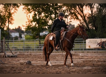 American Quarter Horse, Mare, 8 years, 14.1 hh, Chestnut-Red
