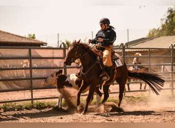 American Quarter Horse, Mare, 8 years, 14.1 hh, Chestnut-Red
