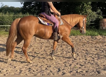 American Quarter Horse, Mare, 8 years, 14.1 hh, Chestnut-Red