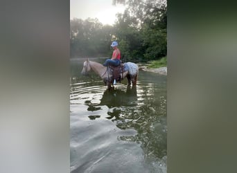 American Quarter Horse, Mare, 8 years, 14.1 hh, Palomino