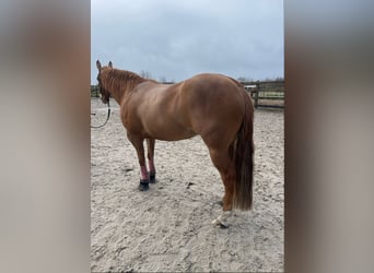 American Quarter Horse, Mare, 8 years, 14.1 hh, Red Dun