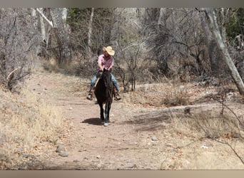 American Quarter Horse, Mare, 8 years, 14.2 hh, Black