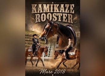 American Quarter Horse, Mare, 8 years, 14.2 hh, Brown