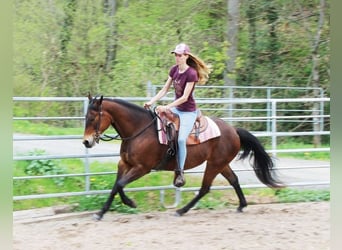 American Quarter Horse, Mare, 8 years, 14.2 hh, Brown