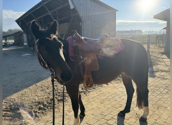 American Quarter Horse, Mare, 8 years, 14.2 hh, Brown American Quarter Horse, Mare, 8 years, 14.2 hh, Brown