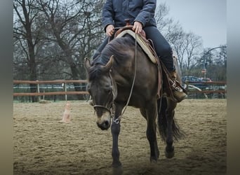 American Quarter Horse, Mare, 8 years, 14.2 hh, Buckskin