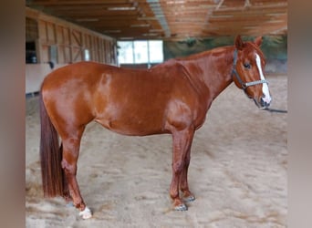 American Quarter Horse, Mare, 8 years, 14.2 hh, Chestnut-Red