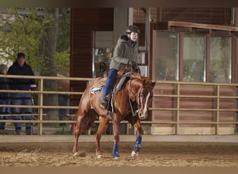 American Quarter Horse, Mare, 8 years, 14.2 hh, Chestnut-Red