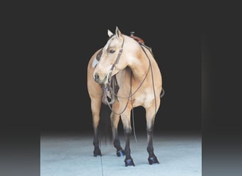 American Quarter Horse, Mare, 8 years, 14.2 hh, Dun