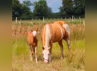 American Quarter Horse, Mare, 8 years, 14,2 hh, Palomino