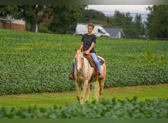 American Quarter Horse, Mare, 8 years, 14.2 hh, Palomino