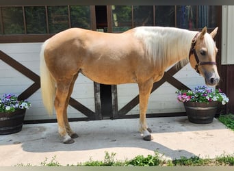 American Quarter Horse, Mare, 8 years, 14.2 hh, Palomino