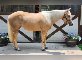 American Quarter Horse, Mare, 8 years, 14.2 hh, Palomino