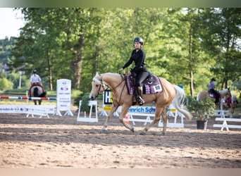 American Quarter Horse, Mare, 8 years, 14,2 hh, Palomino