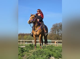 American Quarter Horse, Mare, 8 years, 14.2 hh, Red Dun