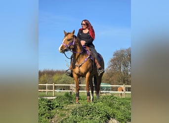 American Quarter Horse, Mare, 8 years, 14.2 hh, Red Dun
