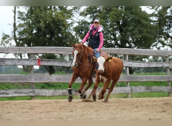 American Quarter Horse, Mare, 8 years, 14.2 hh, Red Dun