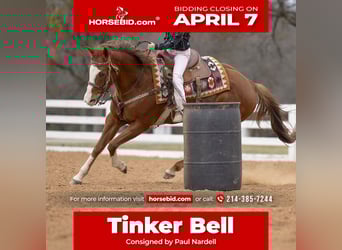 American Quarter Horse, Mare, 8 years, 14.2 hh, Sorrel