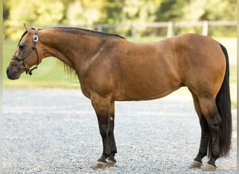American Quarter Horse, Mare, 8 years, 14.3 hh, Buckskin