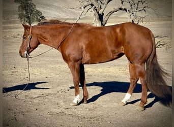American Quarter Horse, Mare, 8 years, 14.3 hh, Chestnut