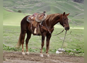 American Quarter Horse, Mare, 8 years, 14.3 hh, Chestnut