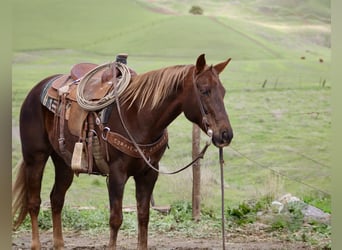 American Quarter Horse, Mare, 8 years, 14.3 hh, Chestnut