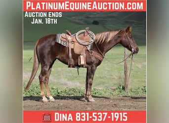 American Quarter Horse, Mare, 8 years, 14.3 hh, Chestnut
