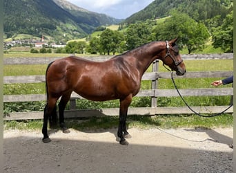 American Quarter Horse, Mare, 8 years, 14.3 hh
