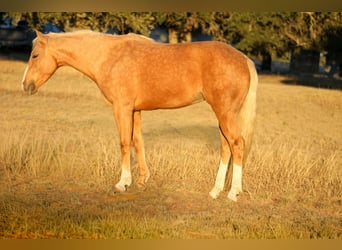 American Quarter Horse, Mare, 8 years, 14.3 hh, Palomino