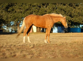 American Quarter Horse, Mare, 8 years, 14.3 hh, Palomino