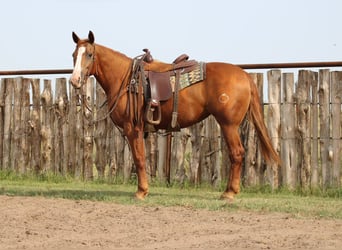 American Quarter Horse, Mare, 8 years, 14,3 hh, Sorrel