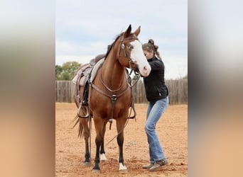 American Quarter Horse, Mare, 8 years, 14 hh, Bay