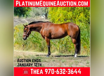 American Quarter Horse, Mare, 8 years, 14 hh, Bay