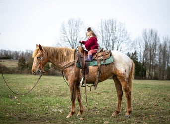 American Quarter Horse, Mare, 8 years, 14 hh, Brown