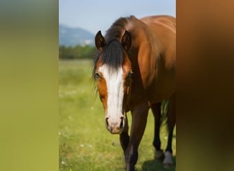 American Quarter Horse, Stute, 8 Jahre, 14 hh, Brauner