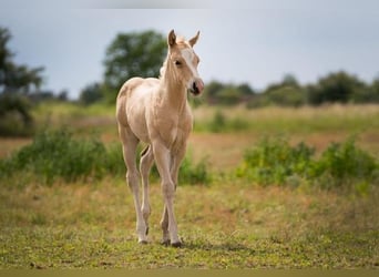 American Quarter Horse, Stute, 8 Jahre, 14 hh, Brauner